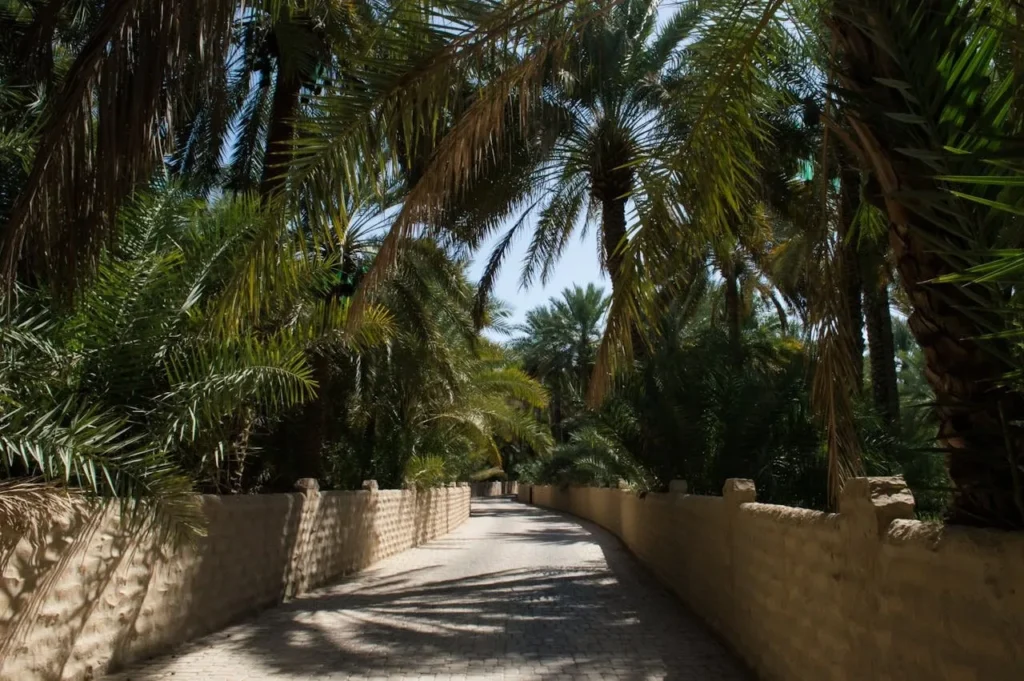 Shaded pathway lined with palm trees inside Al Ain Oasis, showcasing the lush greenery and traditional mud-brick walls of this historic UNESCO site in the UAE.