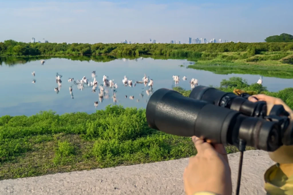 Emirati man birdwatching flamingos and a heron at an Abu Dhabi wetland with city skyline.