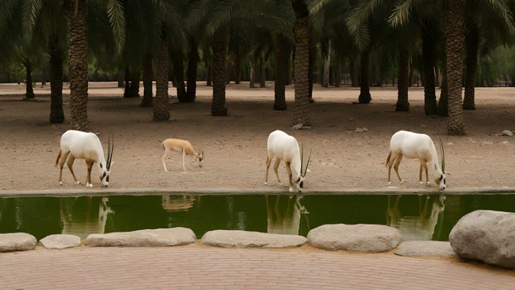 Arabian oryx grazing near a water pond at the Arabian Wildlife Center in Sharjah