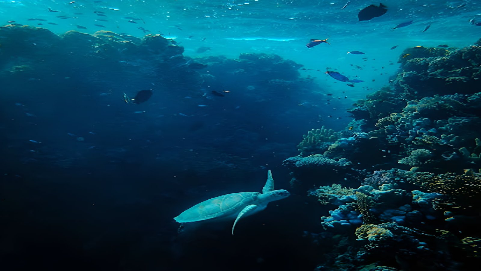 Reef shark swimming over a vibrant coral reef in Fujairah